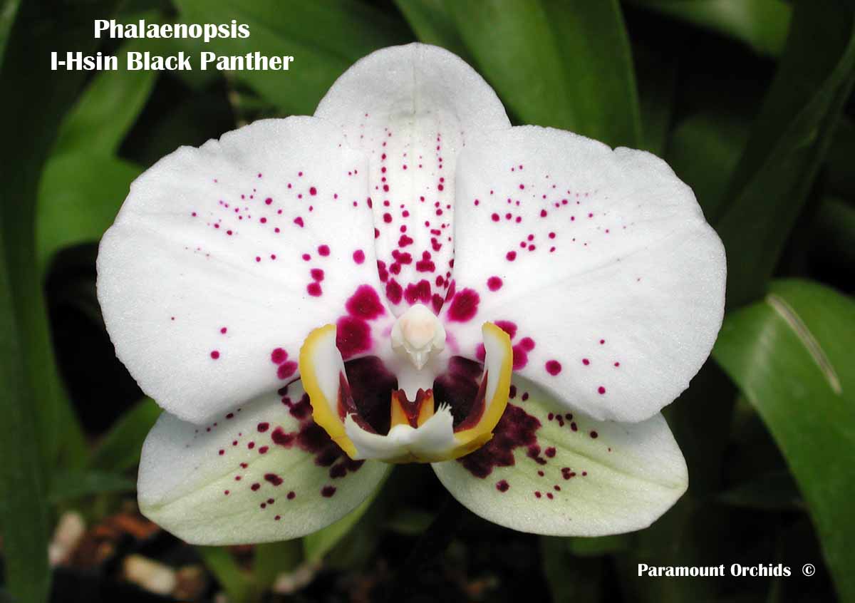 From our shop Phalaenopsis (moth orchids) grow well in centrally heated rooms and have long-lasting flowers produced all year round. They are one of the most popular indoor.